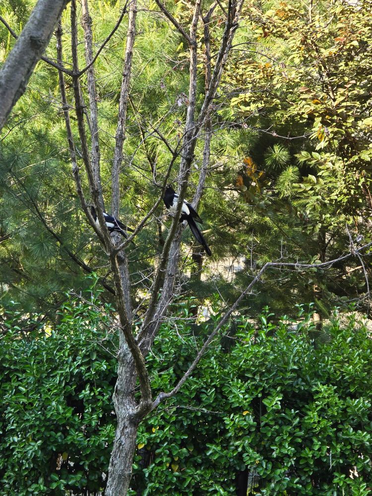 가운데 잎사귀가 없는 나무가 있고, 까치 두마리가 나뭇가지에 앉아있다. 한 마리는 상대적으로 작고, 다른 한마리는 상대적으로 크다. 나무 아래쪽에는 조경을 목적으로 심어놓은 키작은 나무 울타리가 있다.