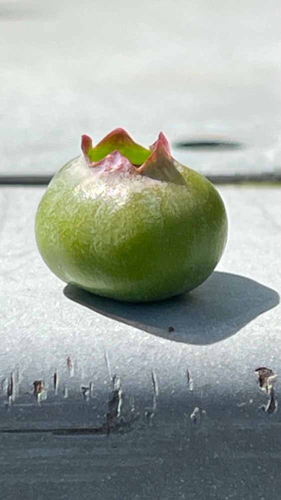Green blueberry with a plum-colored crown