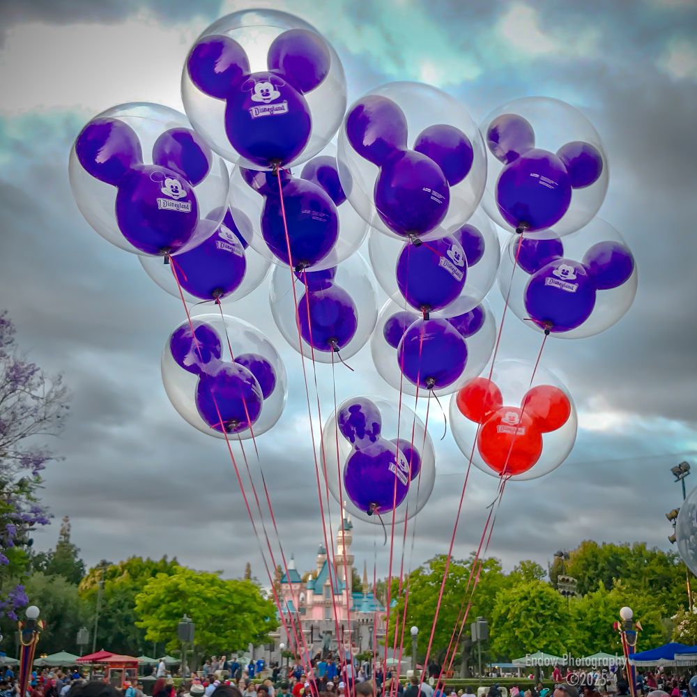 In honor of Disneyland's 70th birthday, an old photo of a bunch of blue "Mickey" head balloons, with a lone red one.  In the background, green trees surround Sleeping Beauty's castle.