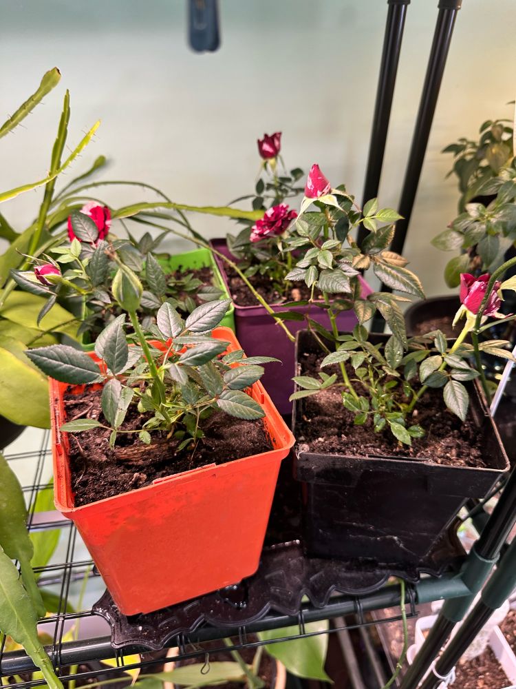 The four rooted rose bush cuttings, each potted into a separate pot.