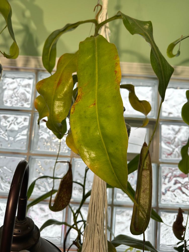 A very long leaf from a Nepenthes Dyeriana.