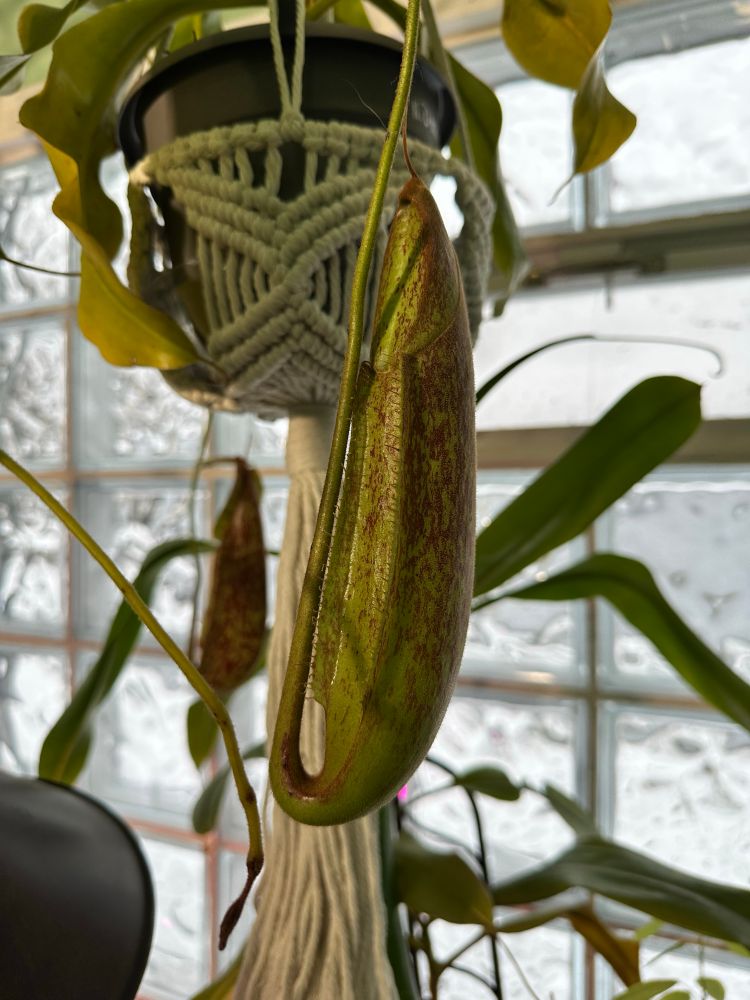A larger pitcher on a Nepenthes Dyeriana. It’s not quite open yet.