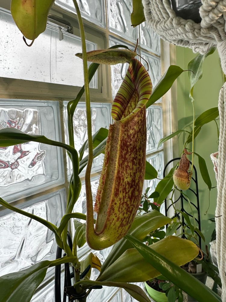 An open pitcher on a Nepenthes Dyeriana.