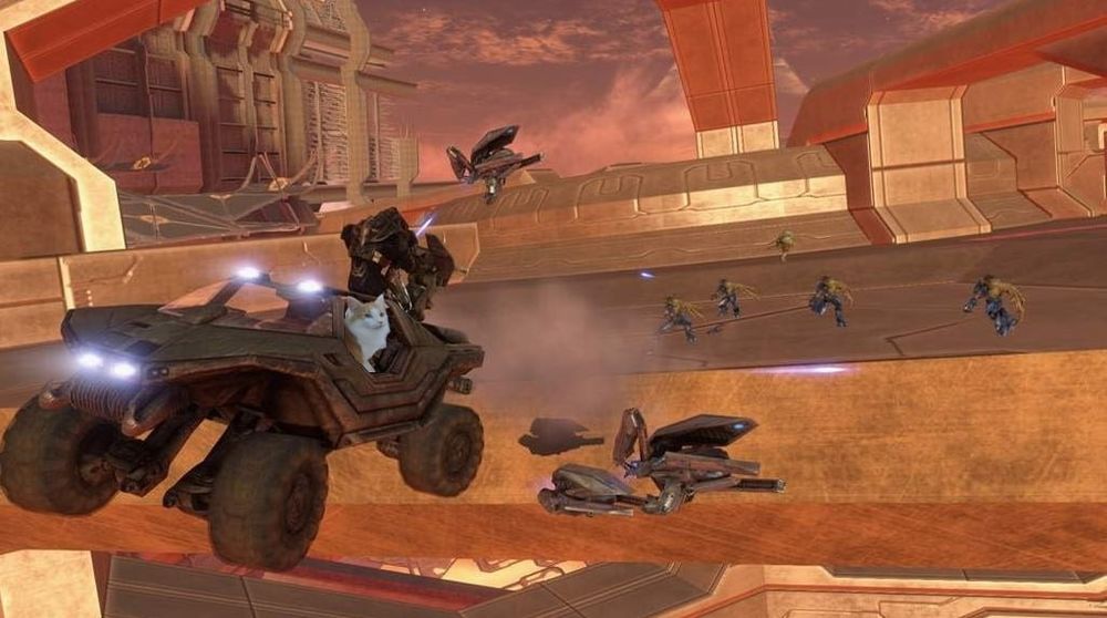 White and orange cat driving a Warthog in Halo 3