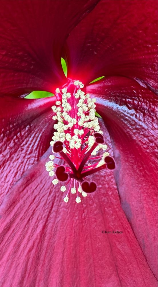 A close look at the center of a hardy hibiscus. The petals are shiny with a leather look. There are 3 open spots within the center showing green leaves behind. 