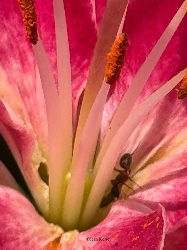 A close up of the new dark pink lily that just started blooming. A black carpenter ant photobombed my picture. 