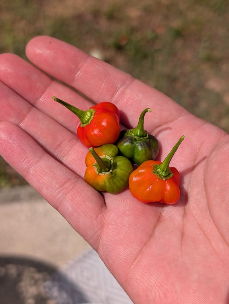 4 scotch bonnet peppers in my hand. 2 are green, 2 are orange. They are beautiful.