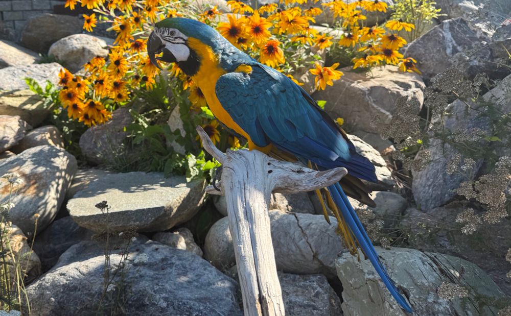 A Macaw parrot sitting on driftwood in front of a bunch of flowers growing in a rock garden