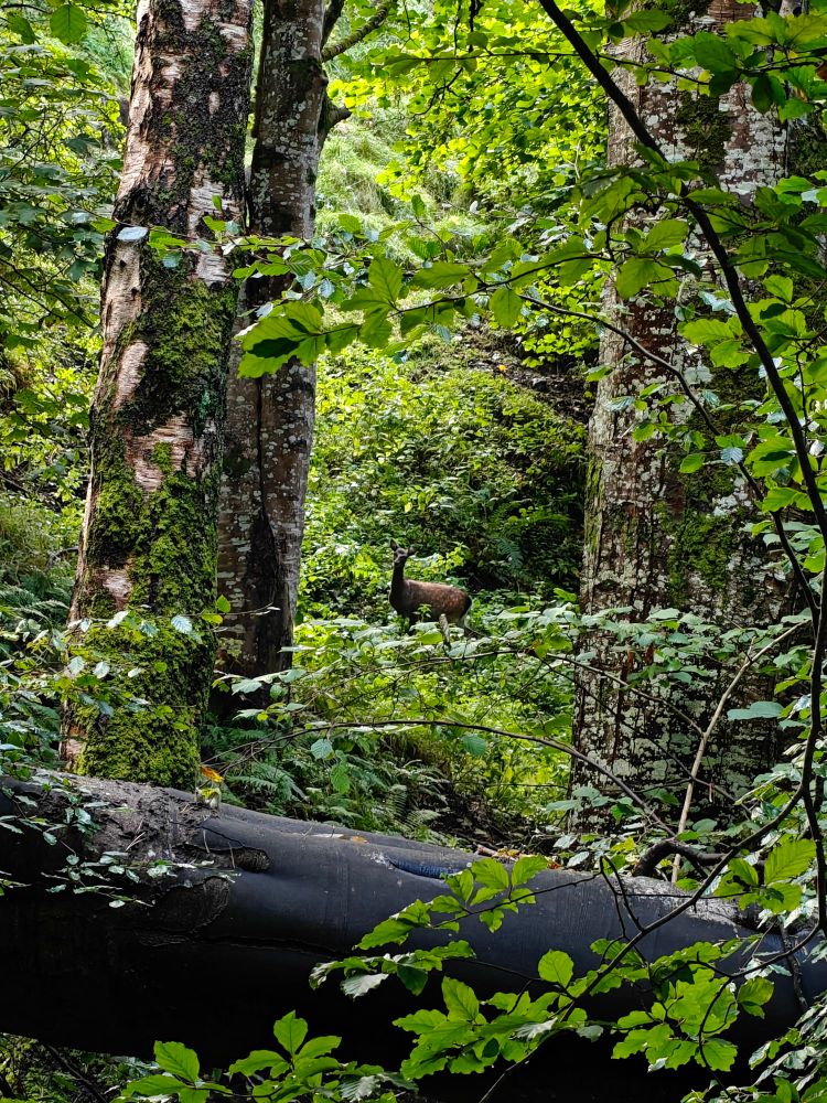 A deer in the woods