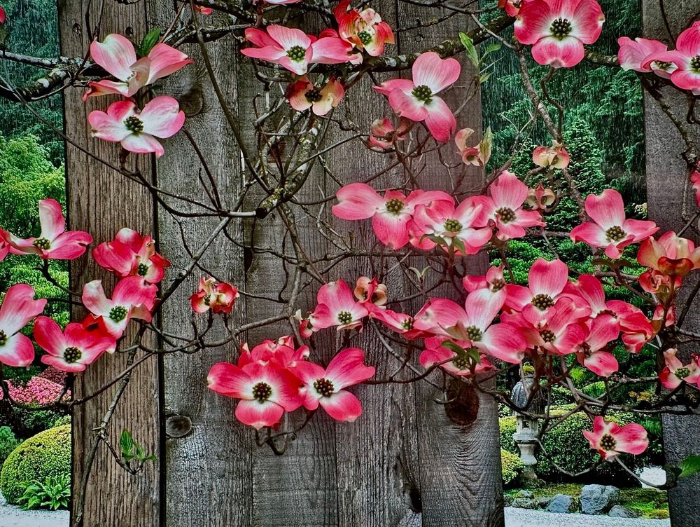 A large number of dogwood tree blossoms are arrayed on a net of bare wiry twigs before the tree’s leaves have appeared. The branches and flowers are growing close against the gray weathered planks of a fence. Narrow views of a Japanese garden are visible through gaps in the fence.