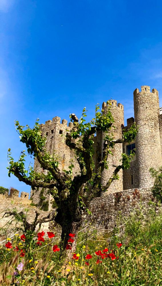In a field, under a clear blue sky and the looming stone towers of a castle, a row of bright red poppy flowers bloom amongst other wild flowers. A dark scraggly heavily pruned tree behind the flowers partially obscures the castle walls.