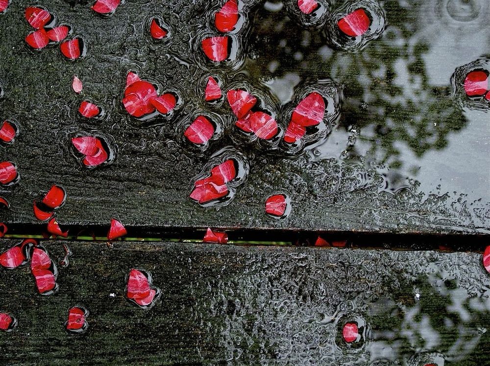 Brilliant Scarlett leaves of a Burning Bush plant are scattered on the dark brown planks of a wooden bench. Everything is wet from a recent rain shower. A small puddle has formed on one plank, reflecting the blurred image of trees overhead. 