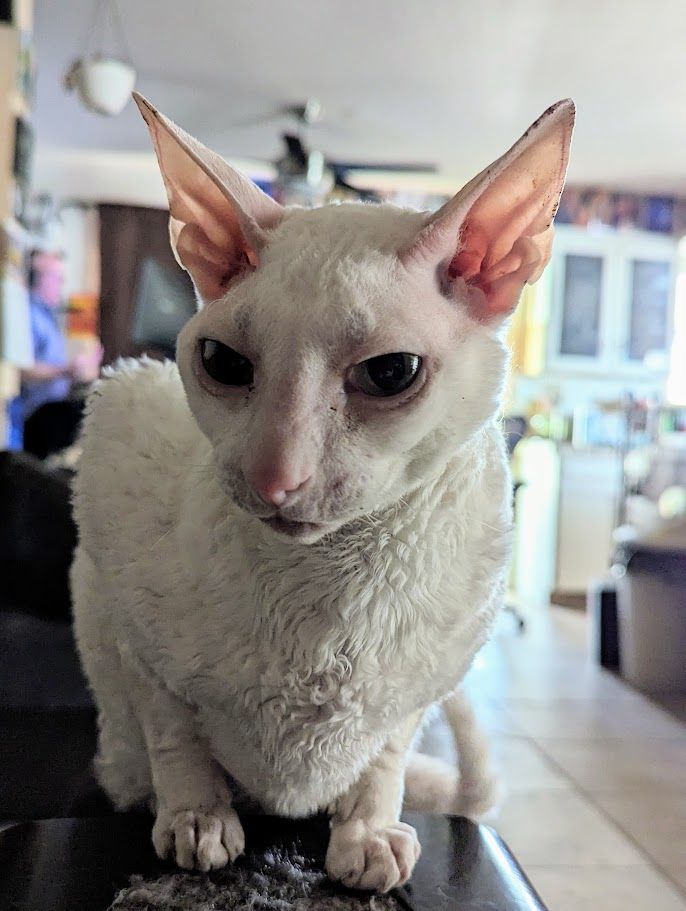 White cornish rex cat sitting 