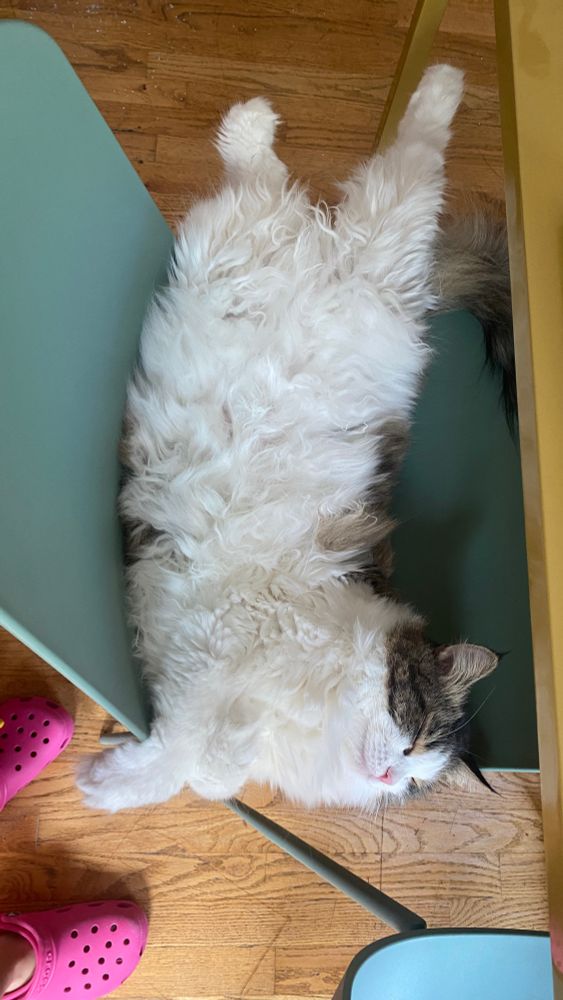 a smug looking sleeping cat