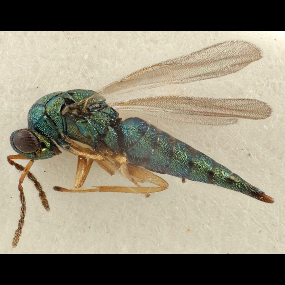 The Year In Parasitic Wasps | Defector