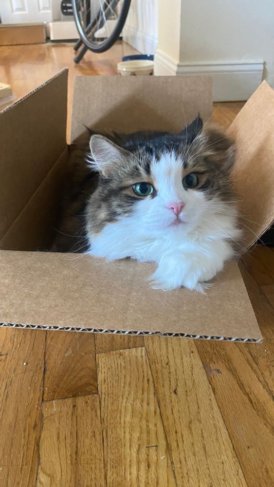 a close up of the fluffy brown and white cat resting with her big fluffy white paw outside of the box. she is so pretty!!!!
