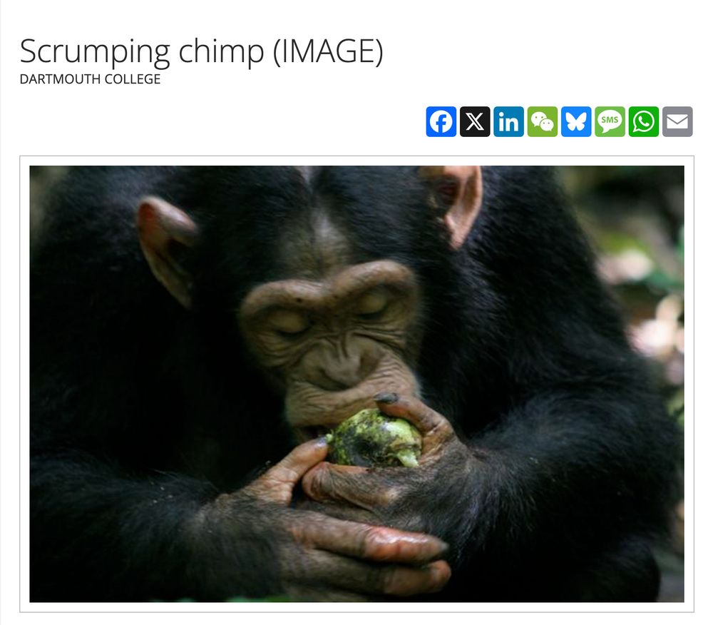 an image of a chimp eating a green fermented fruit labeled  "Scrumping chimp (IMAGE) Dartmouth College"