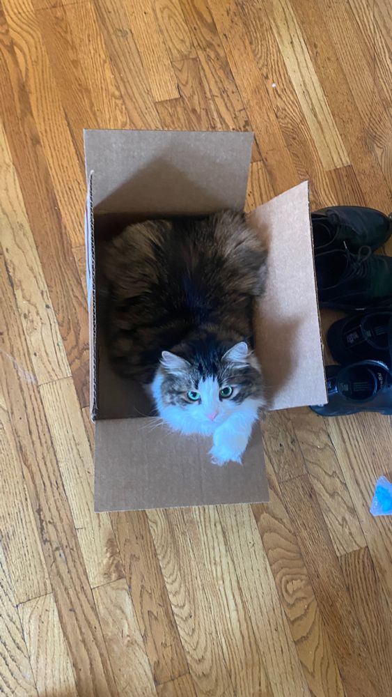 a bird's eye view of a fluffy brown and white cat in a cardboard box