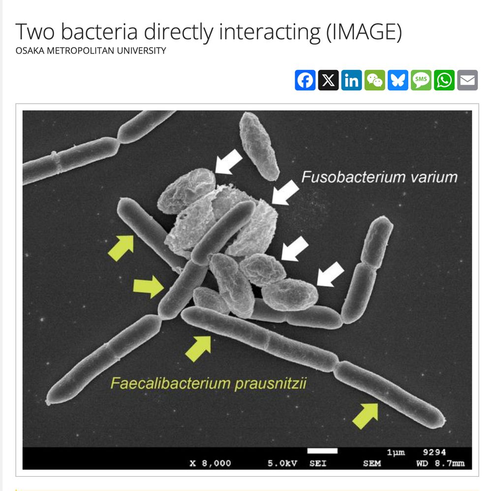 a photo labelled:  Two bacteria directly interacting (IMAGE) by Osaka Metropolitan University. the photo shows two bacteria, Fusobacterium varium and Faecalibacterium prausnitzii, directly interacting.