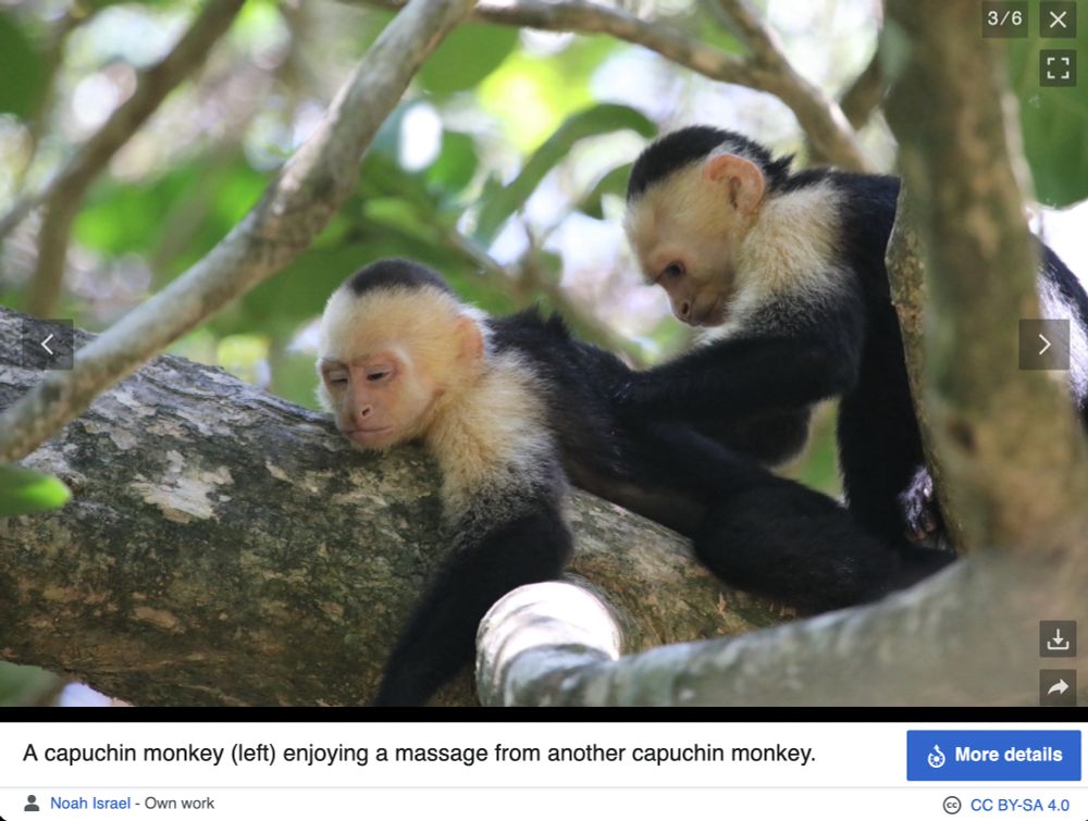 a wikipedia image titled "A capuchin monkey (left) enjoying a massage from another capuchin monkey." showing a capuchin monkey enjoying a massage from another capuchin monkey