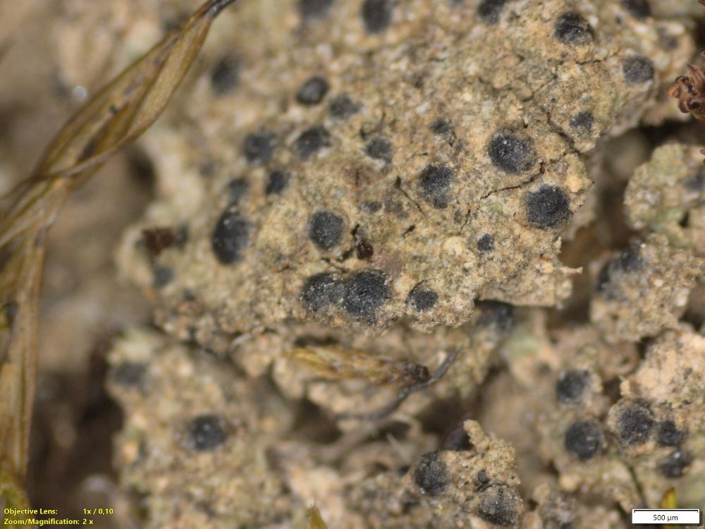 Detail of lichen crust