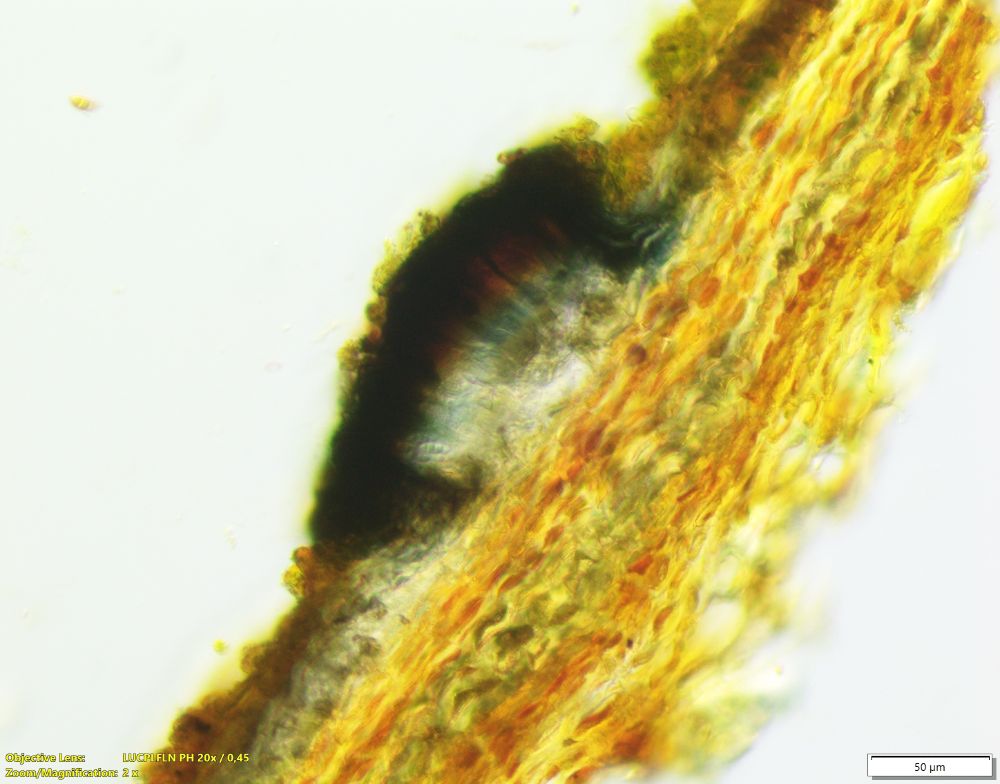 Detail of the reaction to lugols iodine with the hymenium first turning light blueish and then reddish, finally dark (very intense red which cannot be captured by the camera)