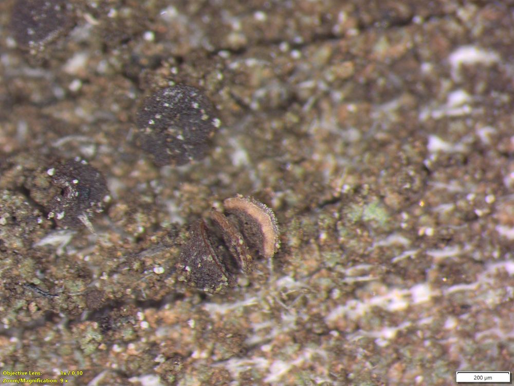 Granular lichen crust on wood, one of the dark brown apothecia is sectioned to show the light brownish hymenium. The crust is brown with green soredia.