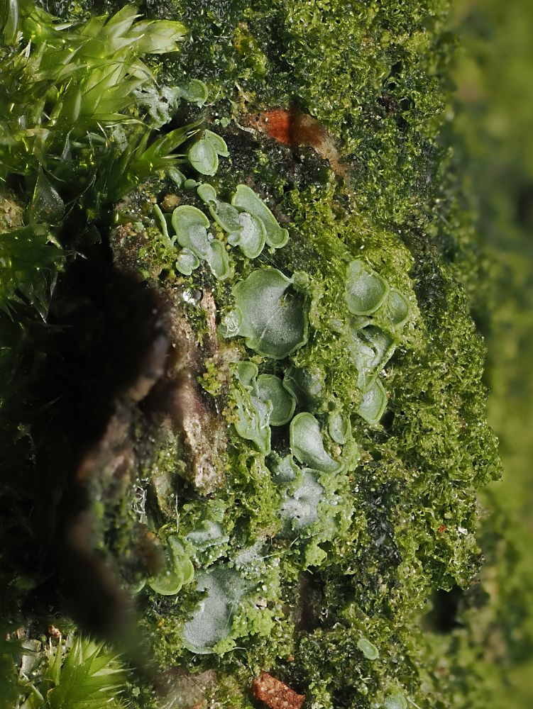 green squamuels of Normaninda pulchella lichen on algae and moss covered bark 