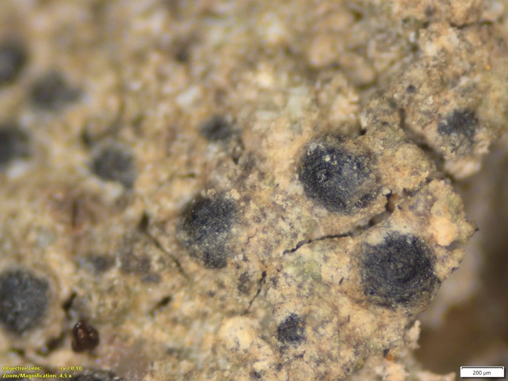 Furtherd detail showing brown, areolate thallus and black perithecia.