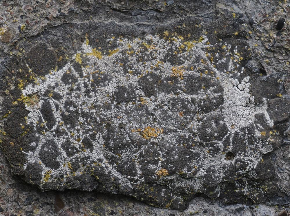 Dark basalt rock in a wall covered in lichen. White lichen fills cracks and fissures forming a view that resembles an areal night view from with cities connected by streets.