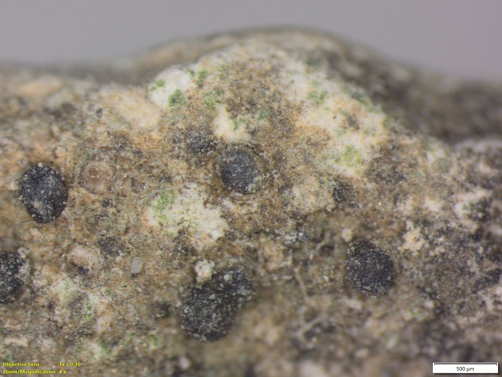 grey lichen thallus with black apothecia, some with thalline margin