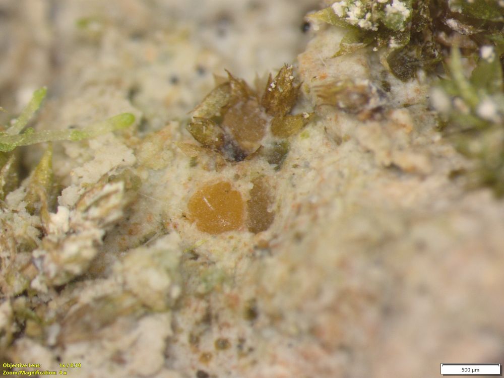 yellow apothecia sunken in calcareous soil