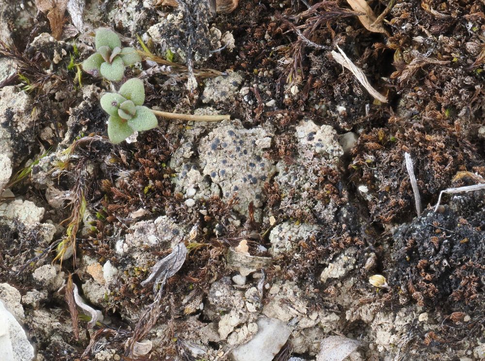Macro photo of grey lichen crust on moss and soil with black perithecia