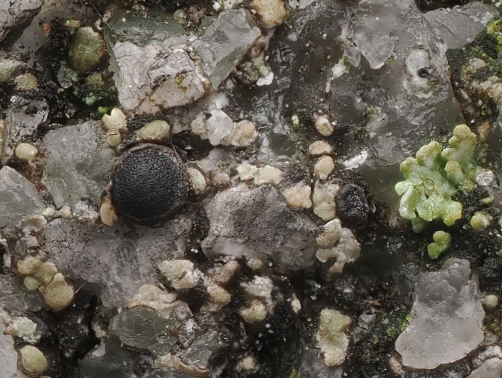 Black apothecia and brown-grey discontinuous lichen crust on stone.