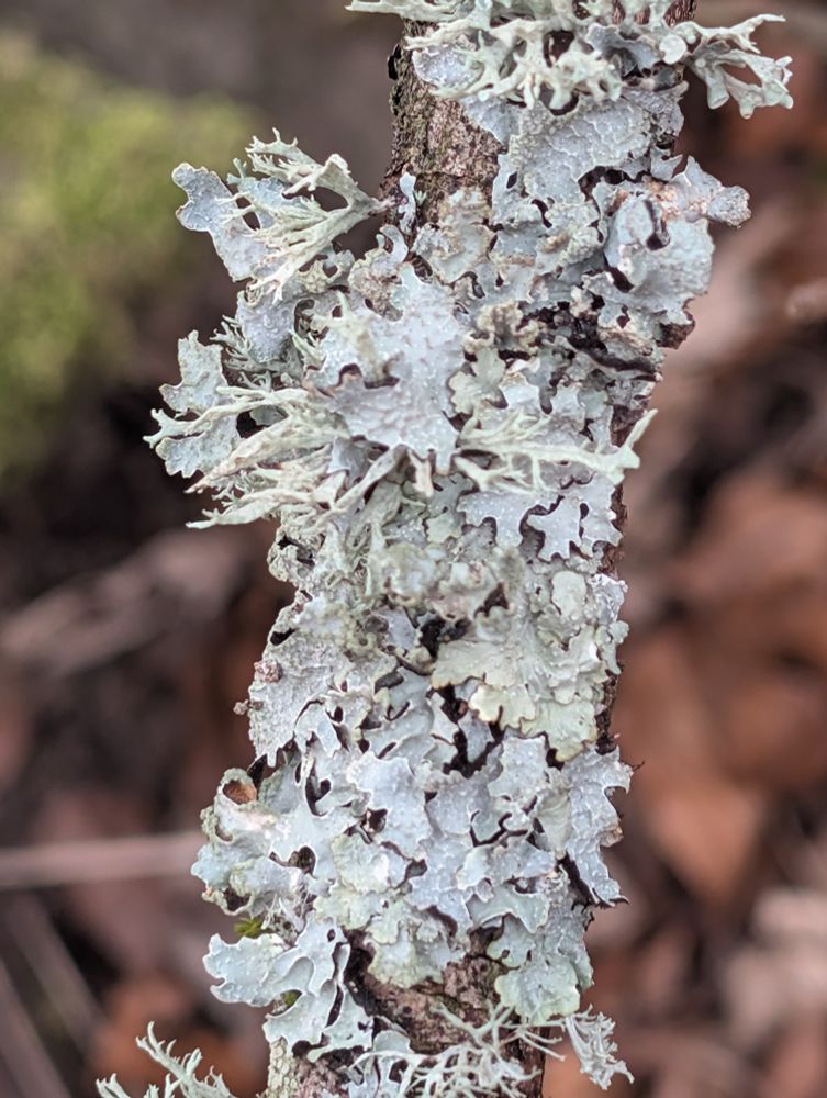 Shield lichen on a rotting branch in the forest of Dean 
