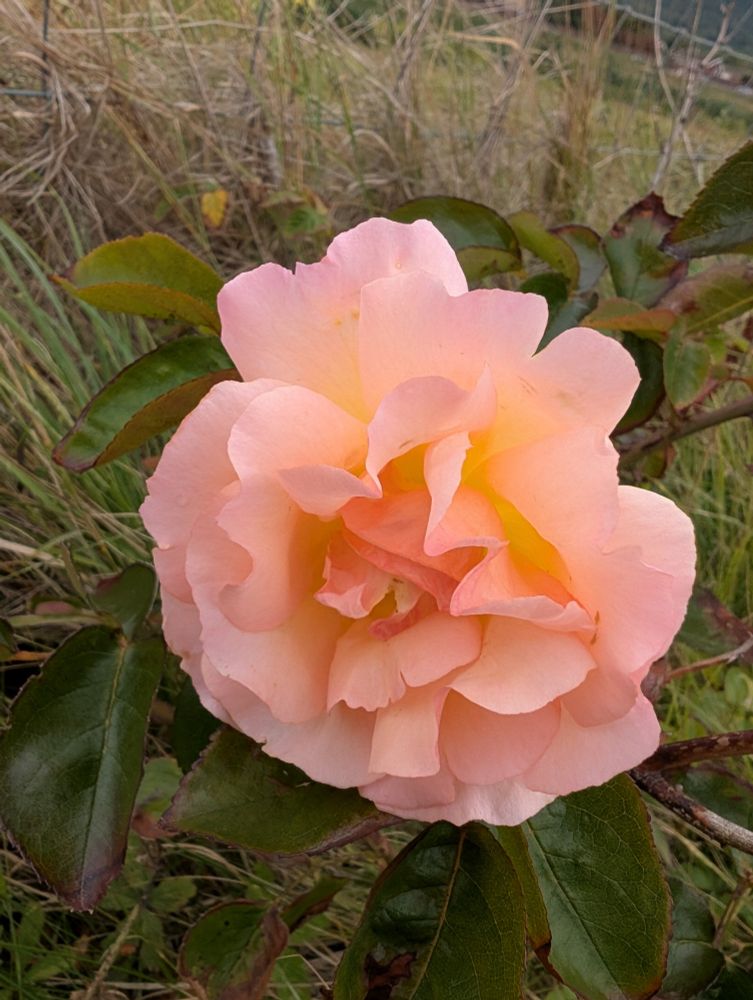 A lovely peachy Rose found further along the embankment.
