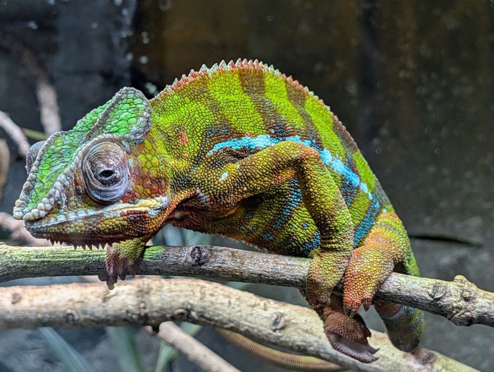 A Chameleon on a branch with green and brown stripes and a blue flash.