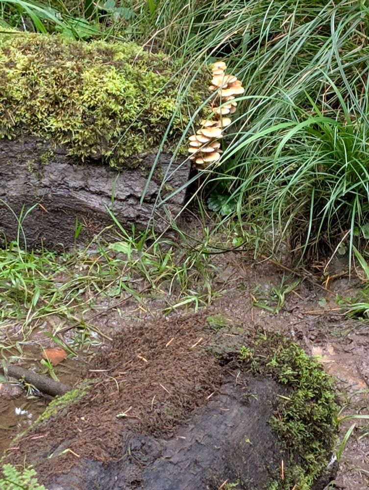 Honey fungus on the edge of a mossy log.
Sat in mud surrounded by grasses and other plants in the forest of Dean.