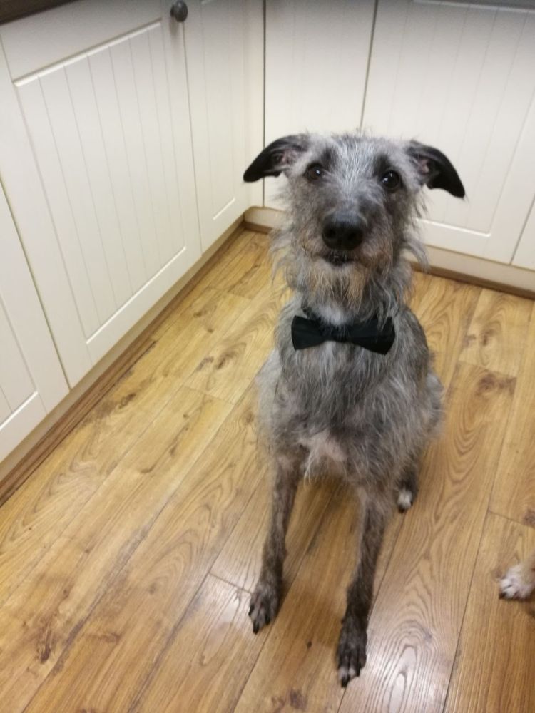 Silver grey brindle scruffy lurcher dog with Dicky Bow 