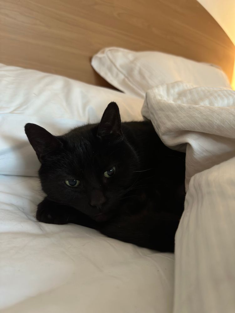 A barely awake black cat hogging it in bed keeping warm under the covers. I present Mr. Black. 