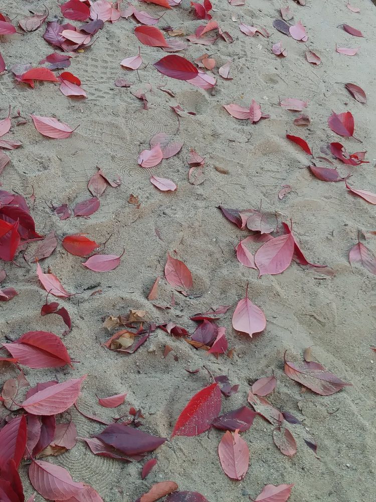 Herbstlaub im Sande verlaufen 