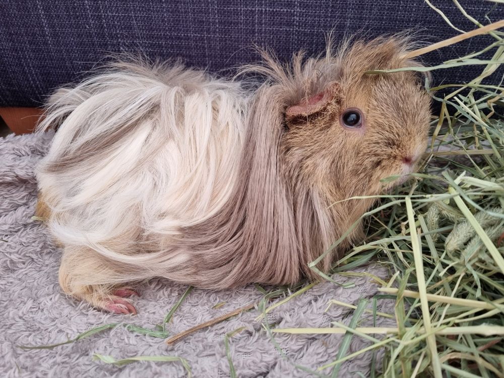 A photo of a cream, brown, white and yellow long-haired guinea pig lying down on a grey blanket with a pile of green hay.