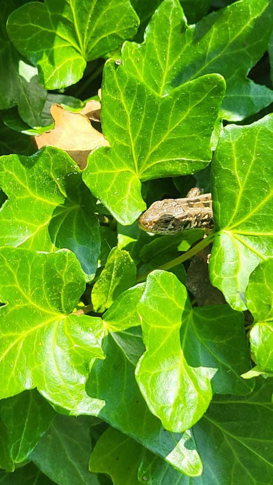 Eidechsenkopf schaut hinter grünen Blättern hervor.