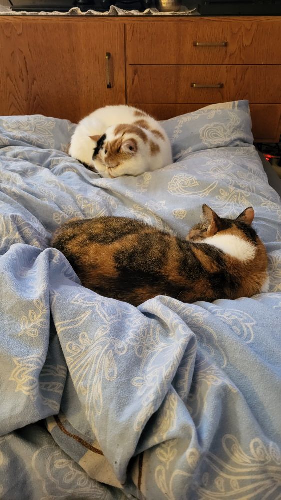 Zwei Glückskatzen liegen eingerollt schlafend auf einer Bettdecke