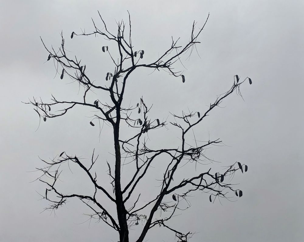 Photo of a leafless tree, with hanging seed pods, against a gray sky. Photo by Thomas McGreevy.