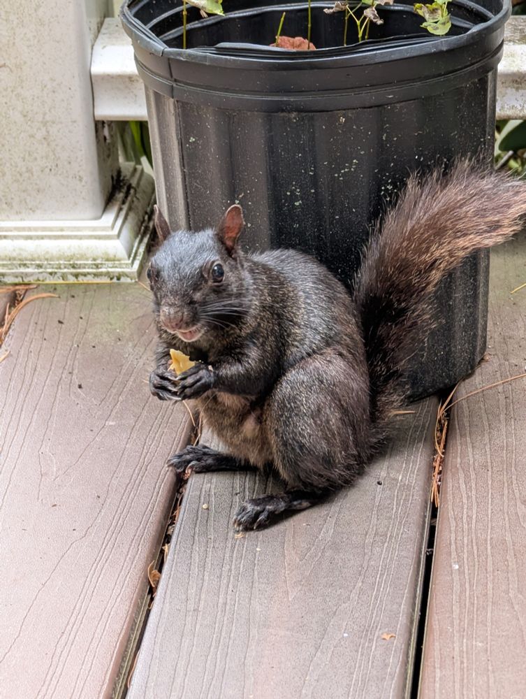 a cute happy black squirrel eating a walnut on a brown deck. 