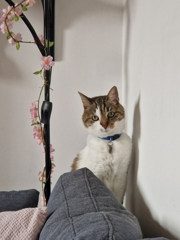 Ma chatte Bowie sur le dossier du canapé bleu-gris, regard droit dans l'objectif. 