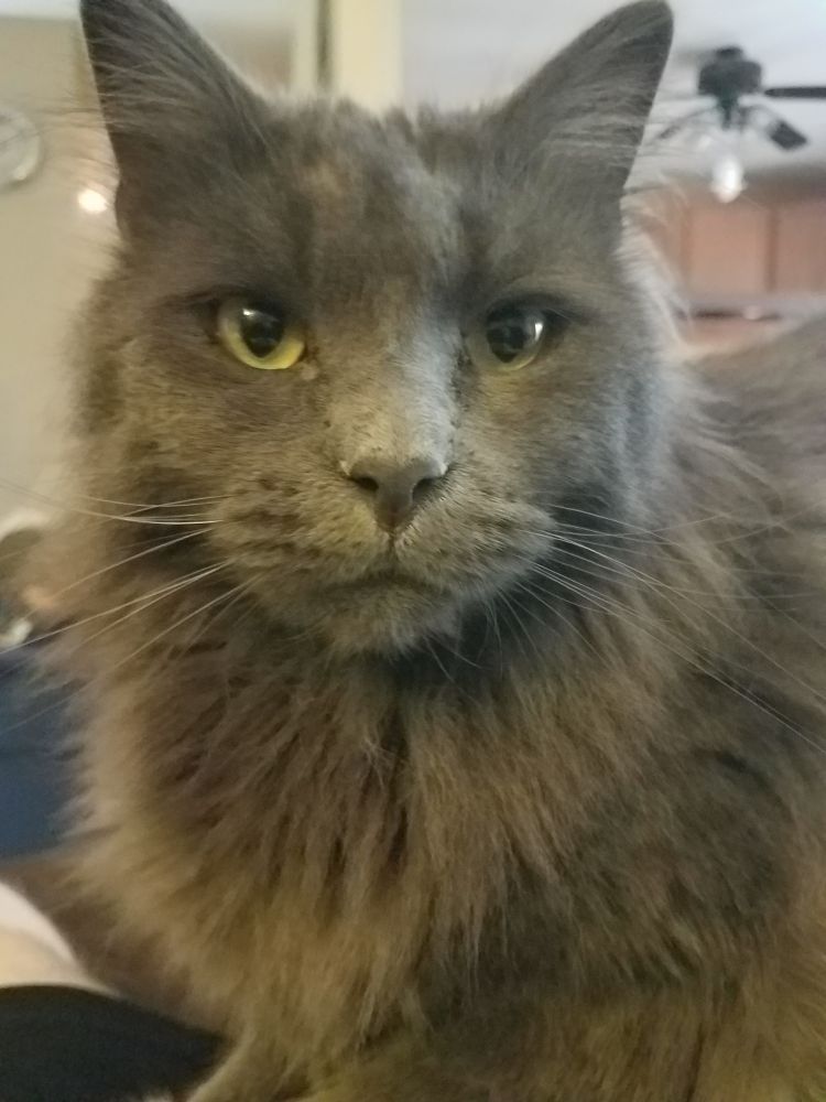 Adult Grimoire with his fully developed chest ruff and floofy ears, and what was once described to me as "Ron Perlman face" - a big, broad muzzle.