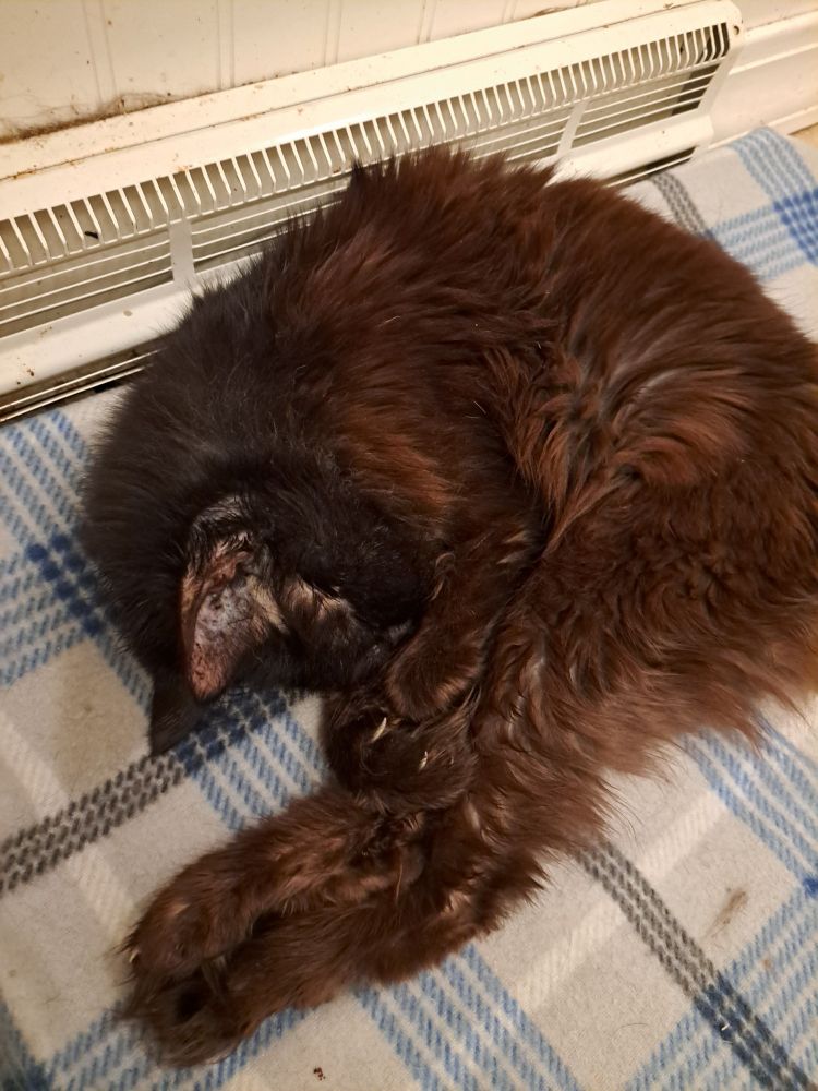a very old black cat with some cinnamon highlights curled up on a blanket in front of a heating vent, with her back legs straight out because Entity is a manx, so doesn't have a tail to curl around herself and instead makes like a shrimp