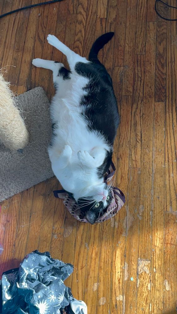 Fat Black and White Tuxedo Cat with a bandana on her head as she is laying down next to her scratching post.